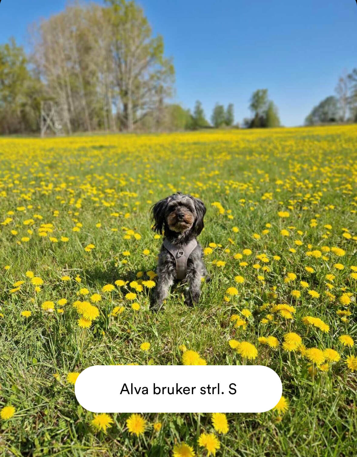 Grå hundesele