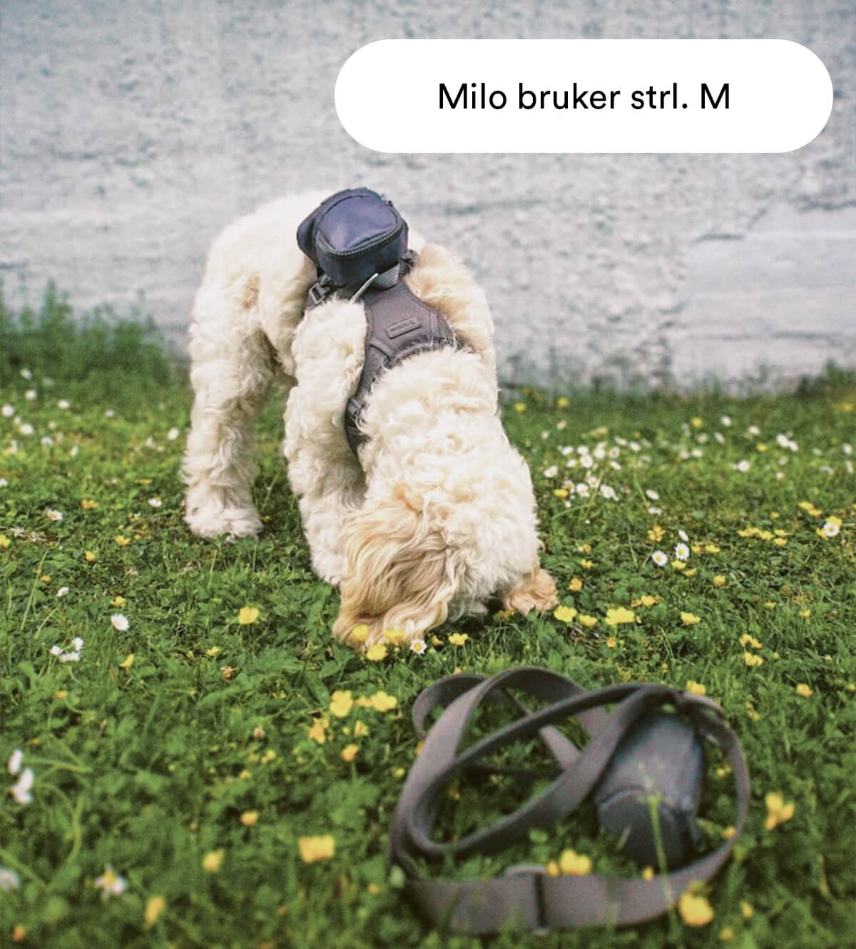 Grå hundesele